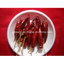 Dried Pod Pepper